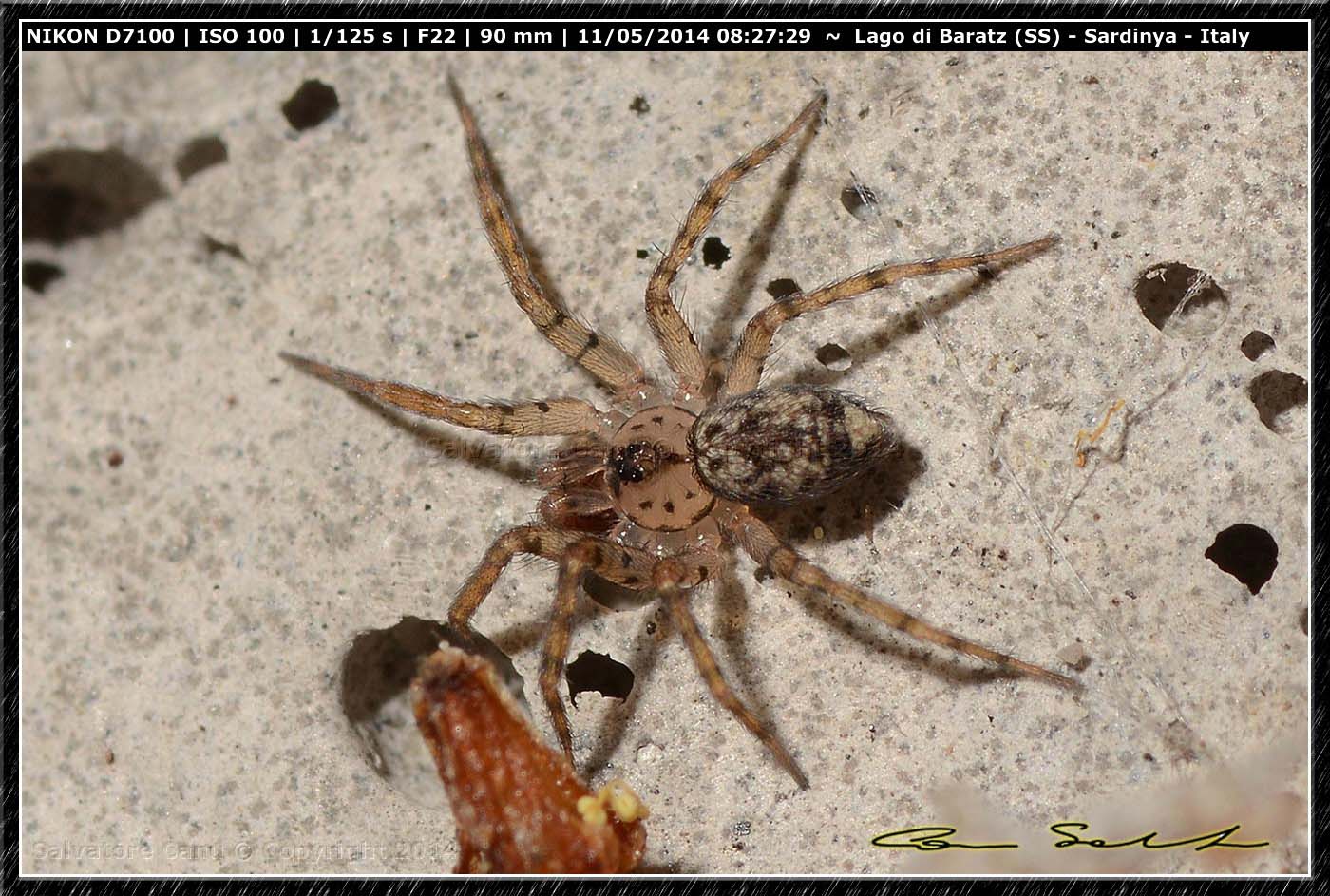 Oecobius sp. dal Lago di Baratz (SS)